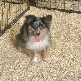 Stetson - Toy Australian Shepherd