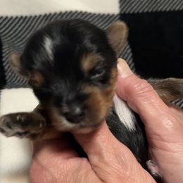 Yorkshire Terrier Puppies from Sweet Soul Yorkies