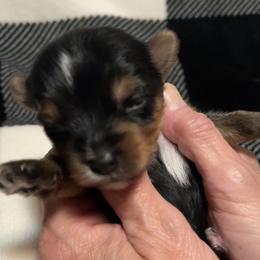 Yorkshire Terrier Puppies from Sweet Soul Yorkies