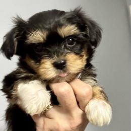 Boy 2 - Black and white male Havanese puppy in Walpole, Massachusetts from Golden Glen Havanese