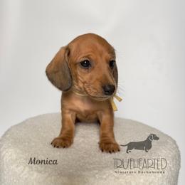 Monica - Red female Dachshund puppy in Royse City, Texas from Truehearted Miniature Dachshunds