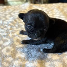 Panther - Black and white male Chihuahua puppy in Beckemeyer, Illinois from Guardian’s of the Chihuahuas