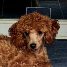 Maltese, Maltipoos, and Poodles from C&Js Tiny Toys