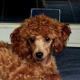 Maltese, Maltipoos, and Poodles from C&Js Tiny Toys