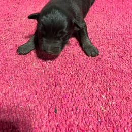 Cinder - Black tri-color female Australian Shepherd puppy in Whitwell, Tennessee from Owl Hollow Farm