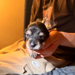 Male 2 (yellow collar) - Black and tan male Dachshund puppy in Modesto, California from Once Upon a Mini Dachshund