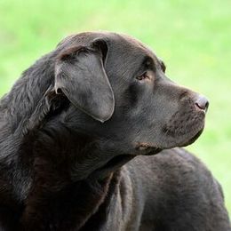 Zippy - Labrador Retriever