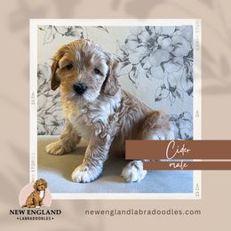 Cider - Apricot Australian Labradoodle puppy in Mendon, Massachusetts from New England Labradoodles