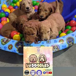 Goldendoodle Puppies from Lu Doodles