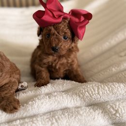 Nymph - Red  female Poodle puppy in Miami, Florida from Sakura Poodles