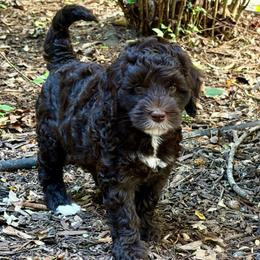 Thelma - Chocolate female Australian Labradoodle puppy in Mount Gilead, North Carolina from Tillery Labradoodles