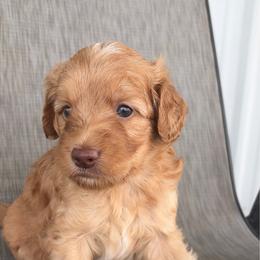 Rex - Red  male Goldendoodle puppy in Point, Texas from Tiny Paws Goldendoodles