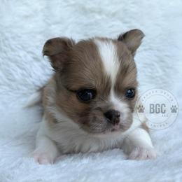 Hunter - Fawn and white male Chihuahua puppy in Forsyth, Georgia from Brooks Grove Canines LLC