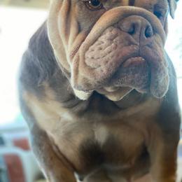 Missy - Lilac tri-color female Bulldog puppy in Topeka, Kansas from Midwest Monster Made Bulldogs