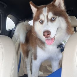 Koda - Siberian Husky