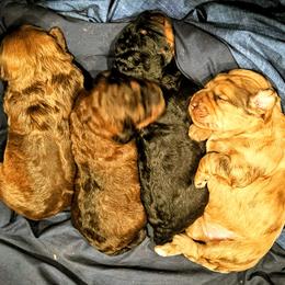 Bernedoodle Puppies from Home Grown Hearts Doodles