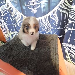 Red collar - Blue merle male Miniature American Shepherd puppy in Griswold, Connecticut from Flatrock's Mini American Shepherd's