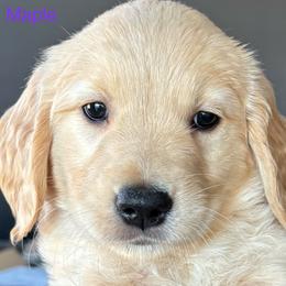 Maple - Golden female Golden Retriever puppy in Vail, Arizona from Retrievers Gold AZ
