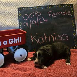 Katniss - Black tri female Miniature American Shepherd puppy in Vancouver, Washington from BonDrew's Miniature American Shepherds