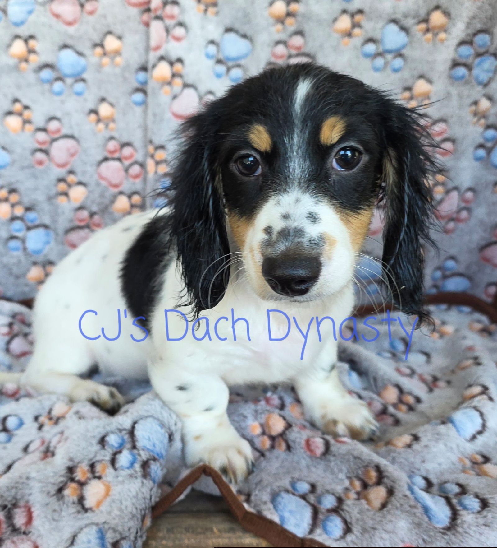 CONNER 2700 - Black and cream male Dachshund puppy in Gatesville, Texas from CJ's Dach Dynasty