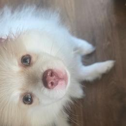 Jasper - Cream sable parti male Pomeranian puppy in Littleton, Colorado from Blaylock's Pomeranian Puppies