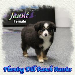 Jaunt - Black tri female Toy Australian Shepherd puppy in Forestburg, Texas from Flaming Dill Ranch Aussies