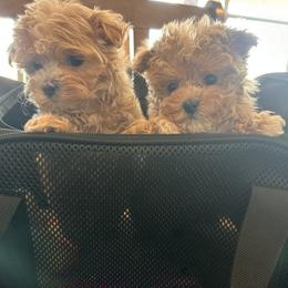 Cavapoo, Goldendoodle, Maltipoo, Poodle, and Sheepadoodle Puppies from Doodle Pups Fur-Ever