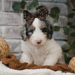 Sol (Orange) - Blue merle and white female Sheepadoodle puppy in Newport Beach, California from High Desert Doodles