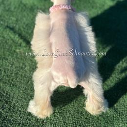Miniature Schnauzer Puppies from Love Giver Schnauzers