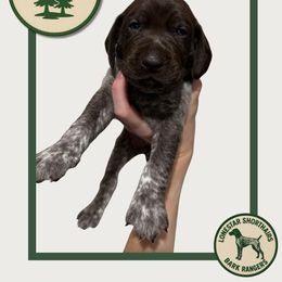 Ranger - Liver roan male German Shorthaired Pointer puppy in Dallas, Texas from Lonestar Shorthairs