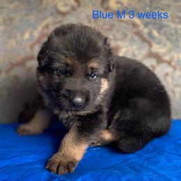 Blue collar boy - Black and red male German Shepherd puppy in Coleta, Illinois from Four Leaf Farm- Vom Vierblättriges Bauernhof