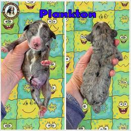 Plankton - Blue merle male Bernedoodle puppy in Banner Elk, North Carolina from Walnut Tree Bernedoodles