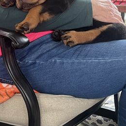 Rottweiler Puppies from CG Rottweilers