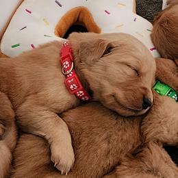 Red collar - Dark golden female Golden Retriever puppy in Boulder, Montana from Sharee's Golden Retrievers