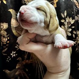 Carl - Red and white male Basset Hound puppy in Bellaire, Ohio from Blessed Bassets