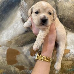 Male 5 - Merle female Cavapoo puppy in Fayetteville, Arkansas from Silver Hill Farm