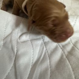 Mozzarella (White Collar) - Dark golden female Golden Retriever puppy in Sandy, Oregon from Treasured K-9s