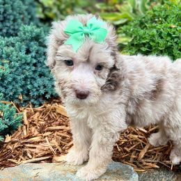 Assorted Doodle Crosses, Aussiedoodles, Cavalier King Charles Spaniels, Cavapoos, Cockapoos, Goldendoodles, and Poodles from Ooodles of Doodles