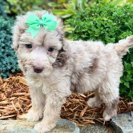 Assorted Doodle Crosses, Aussiedoodles, Cavalier King Charles Spaniels, Cavapoos, Cockapoos, Goldendoodles, and Poodles from Ooodles of Doodles