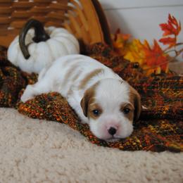 Bernie - Blenheim male Cavalier King Charles Spaniel puppy in Mountain Grove, Missouri from Dogwood & Sassafras Companions