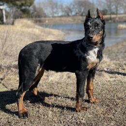Beauceron and Doberman Pinscher Puppies from Elitehaus