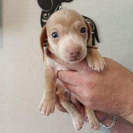 Grayson - Gray (blue) male Dachshund puppy in Marshall, Texas from Wilson's Kennels