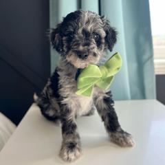 Mittens - White and blue merle male Bordoodle puppy in Valley Center, California from Circle R Valley Bordoodls