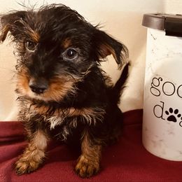 Coco - Black and gold female Yorkshire Terrier puppy in Marion, Indiana from Regal Yorkie