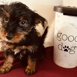 Coco - Black and gold female Yorkshire Terrier puppy in Marion, Indiana from Regal Yorkie