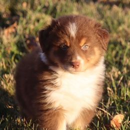 Faro - Red tri-color male Australian Shepherd puppy in Mount Sterling, Ohio from Northern Lights Working Dogs