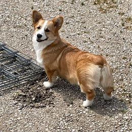 Nilly - Pembroke Welsh Corgi