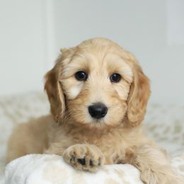 Blue - Apricot male Australian Labradoodle puppy in Williamstown, New York from Lewis Manor Labradoodles