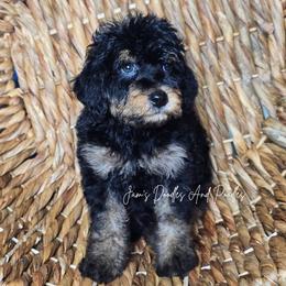 Hank - Tri-color male Bernedoodle puppy in Cleveland, Georgia from Jam's Doodles And Poodles