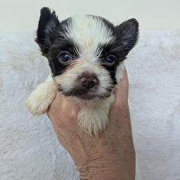 Cookie - Parti female Yorkshire Terrier puppy in Gaylesville, Alabama from Sweet Alabama Yorkies